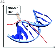 Free energy profiles for two ubiquitous damaging agents: methylation and hydroxylation of guanine in B-DNA