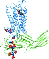 Investigating allosteric effects on the functional dynamics of [small beta]2-adrenergic ternary complexes with enhanced-sampling simulations