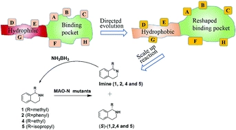 Simultaneous engineering of an enzyme's entrance tunnel and active site: the case of monoamine oxidase MAO-N