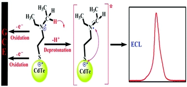 Self-electrochemiluminescence of CdTe nanocrystals capped with 2-diethylaminoethanethiol