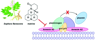 Identification of Annexin A2 as a target protein for plant alkaloid matrine