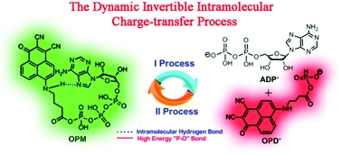 A dynamic invertible intramolecular charge-transfer fluorescence probe: real-time monitoring of mitochondrial ATPase activity