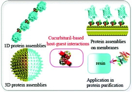 Construction of protein assemblies by host-guest interactions with cucurbiturils