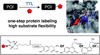 Broad substrate tolerance of tubulin tyrosine ligase enables one-step site-specific enzymatic protein labeling