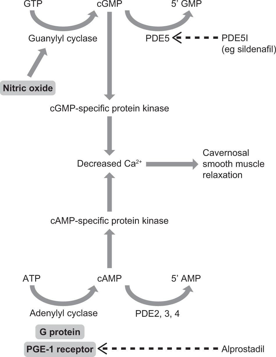 Combination therapy for erectile dysfunction involving a PDE5 inhibi