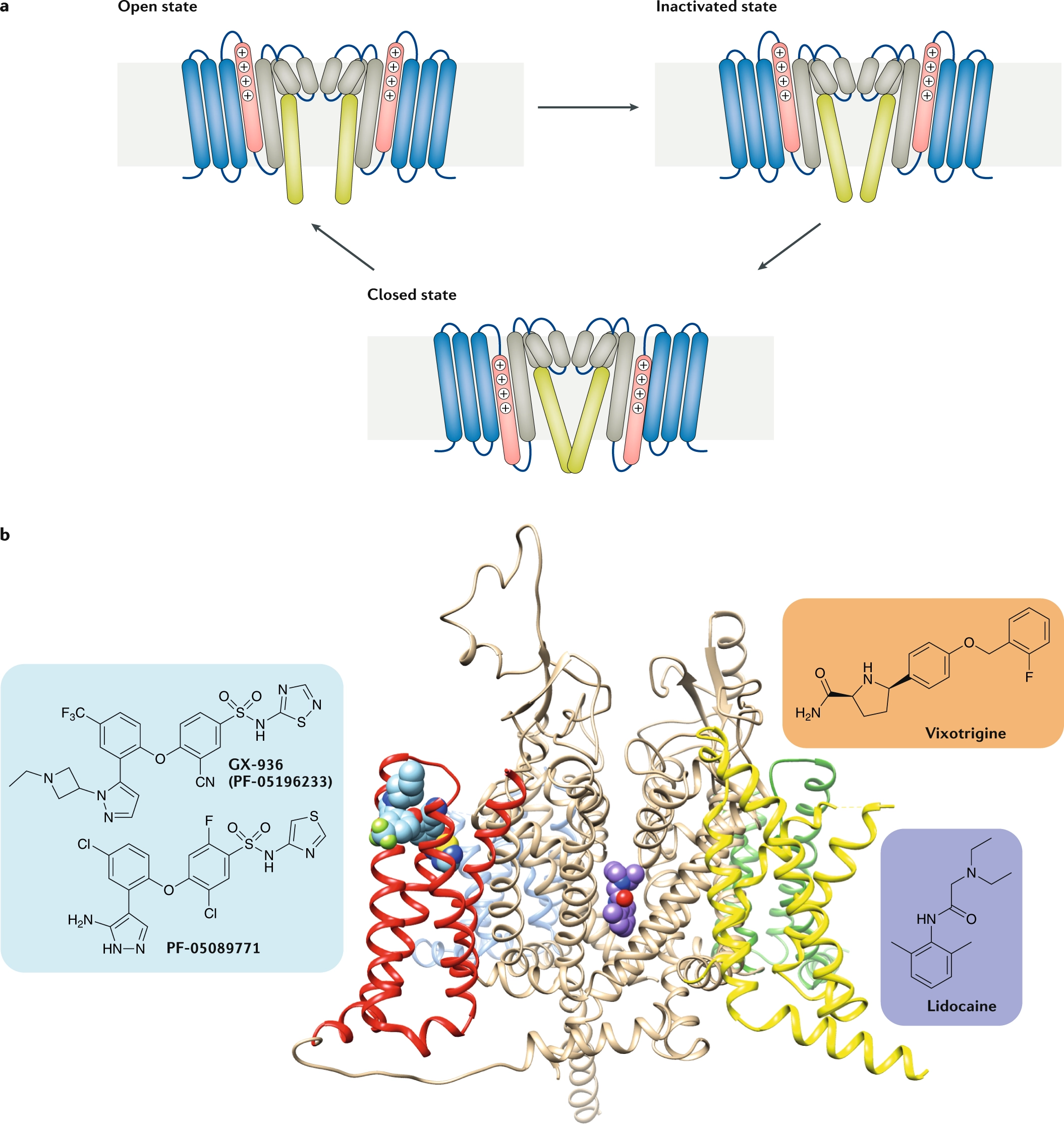 Antibodies And Venom Peptides New Modalities For Ion Channels Researcher An App For Academics