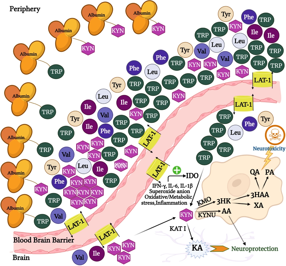 The tryptophan catabolite or kynurenine pathway in schizophrenia: meta-analysis reveals dissociations between central, serum, and plasma compartments