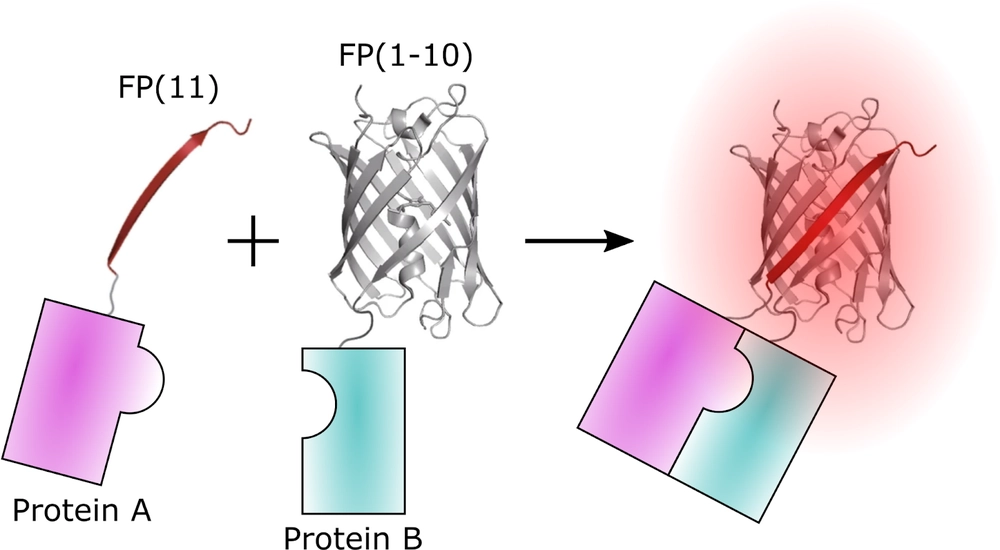 Split Fluorescent Proteins for Studying Protein-Protein Interactions