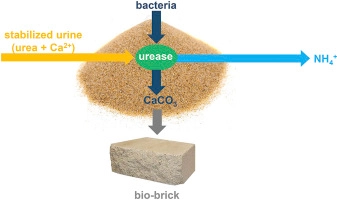 Bricks Grown From Bacteria