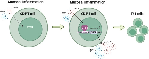 ETS-1 facilitates Th1 cell-mediated mucosal inflammation in inflammatory bowel diseases through upregulating CIRBP