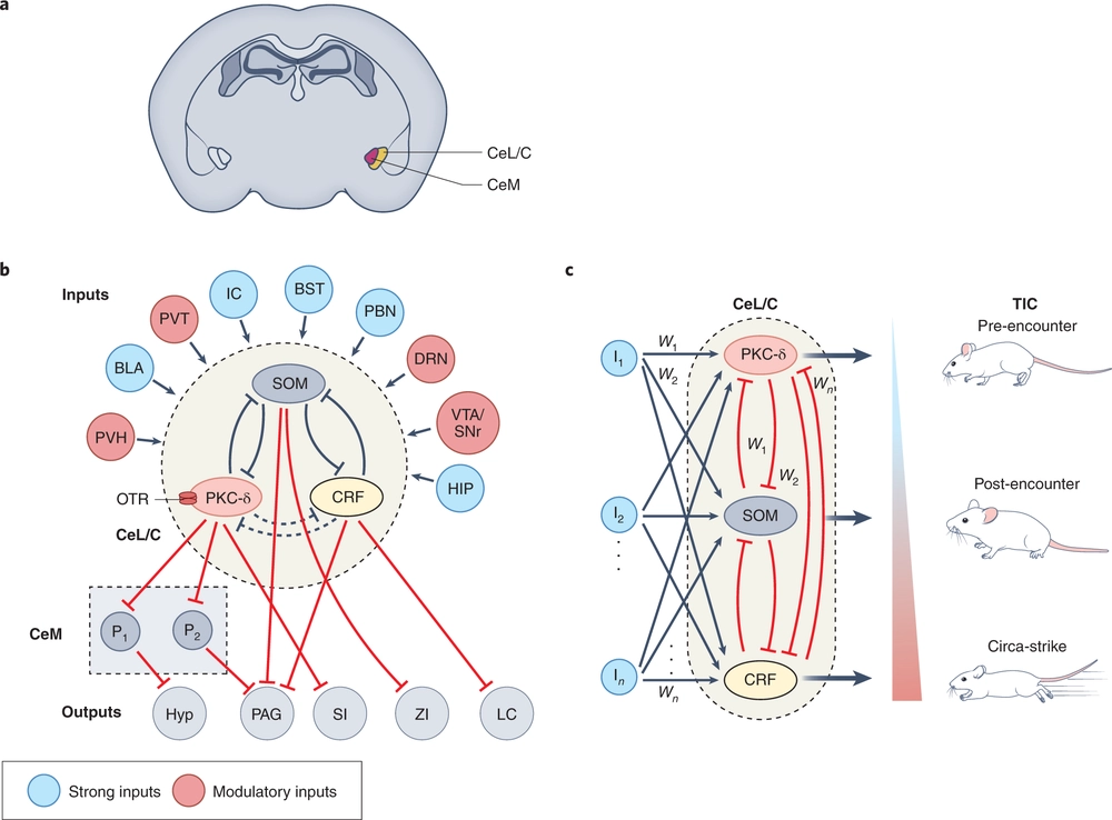 The central nucleus of the amygdala and the construction of defensive modes across the threat-imminence continuum.