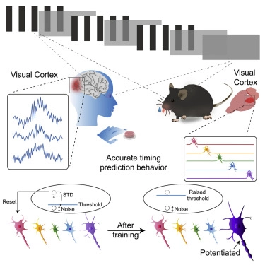 Visual cortex encodes timing information in humans and mice