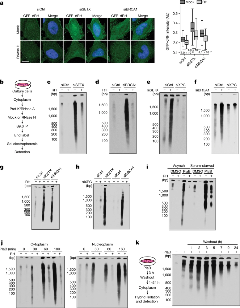 R-loop-derived cytoplasmic RNA–DNA hybrids activate an immune response