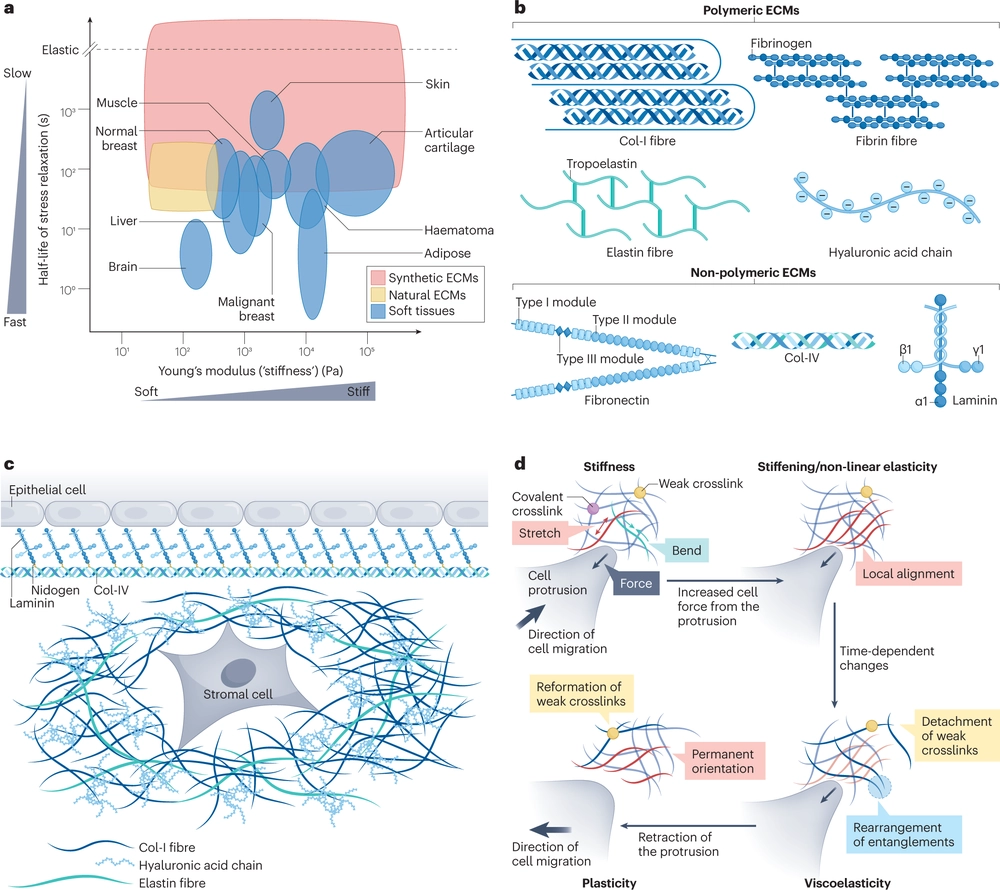 Cell–extracellular matrix mechanotransduction in 3D