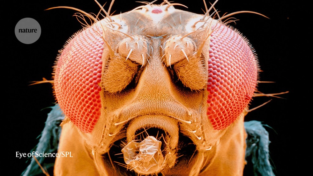 Gigantic map of fly brain is a first for a complex animal