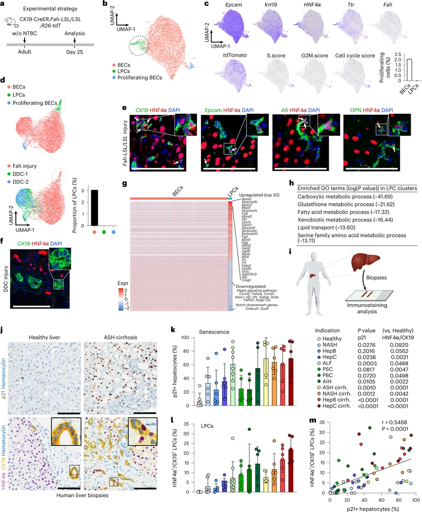 Bipotent transitional liver progenitor cells contribute to liver regeneration