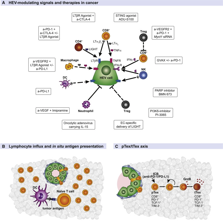 High endothelial venules in cancer: Regulation, function, and therapeutic implication