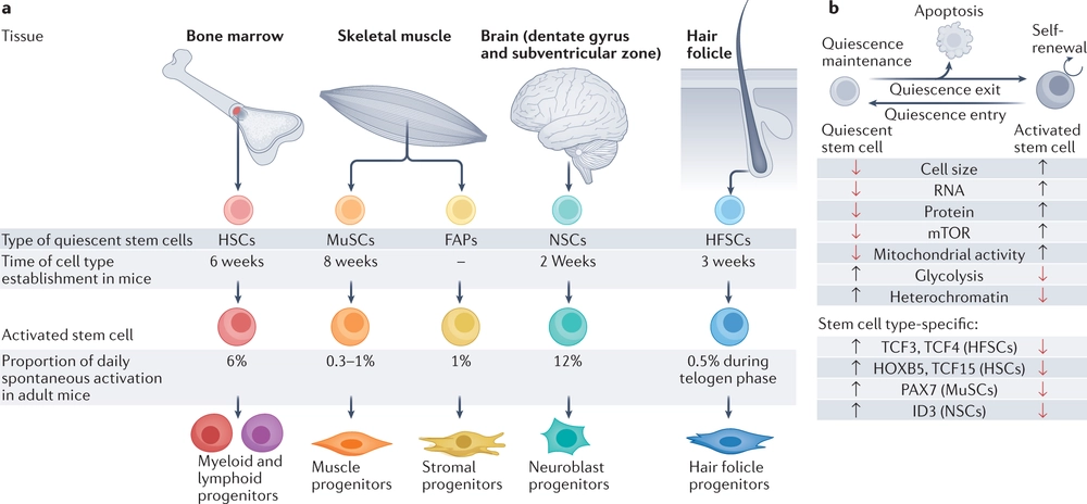 Regulation of adult stem cell quiescence and its functions in the maintenance of tissue integrity