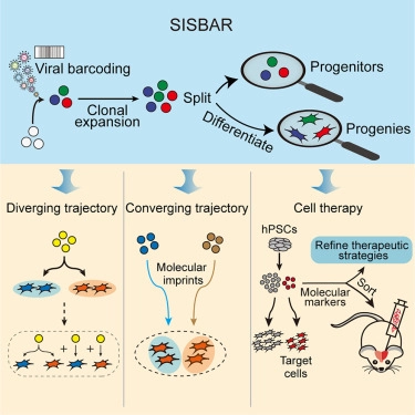 Mapping of clonal lineages across developmental stages in human neural differentiation