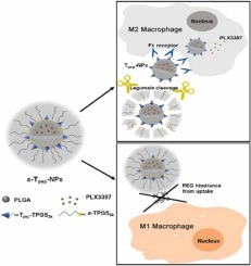 Targeted delivery of pexidartinib to tumor-associated macrophages <em>via</em> legumain-sensitive dual-coating nanoparticles for cancer immunotherapy