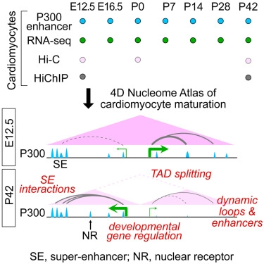 Dynamic changes in P300 enhancers and enhancer-promoter contacts control mouse cardiomyocyte maturation