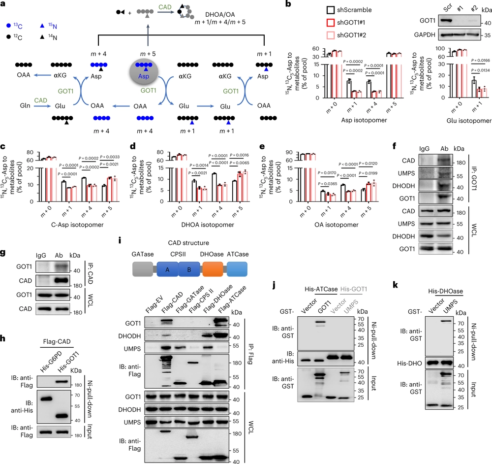 De novo pyrimidine biosynthetic complexes support cancer cell proliferation and ferroptosis defence