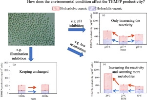 Variations in trihalomethane formation potential of <em>Microcystis aeruginosa</em> under different growth conditions: Phenomenon and mechanism