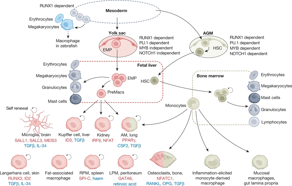 Physiology and diseases of tissue-resident macrophages