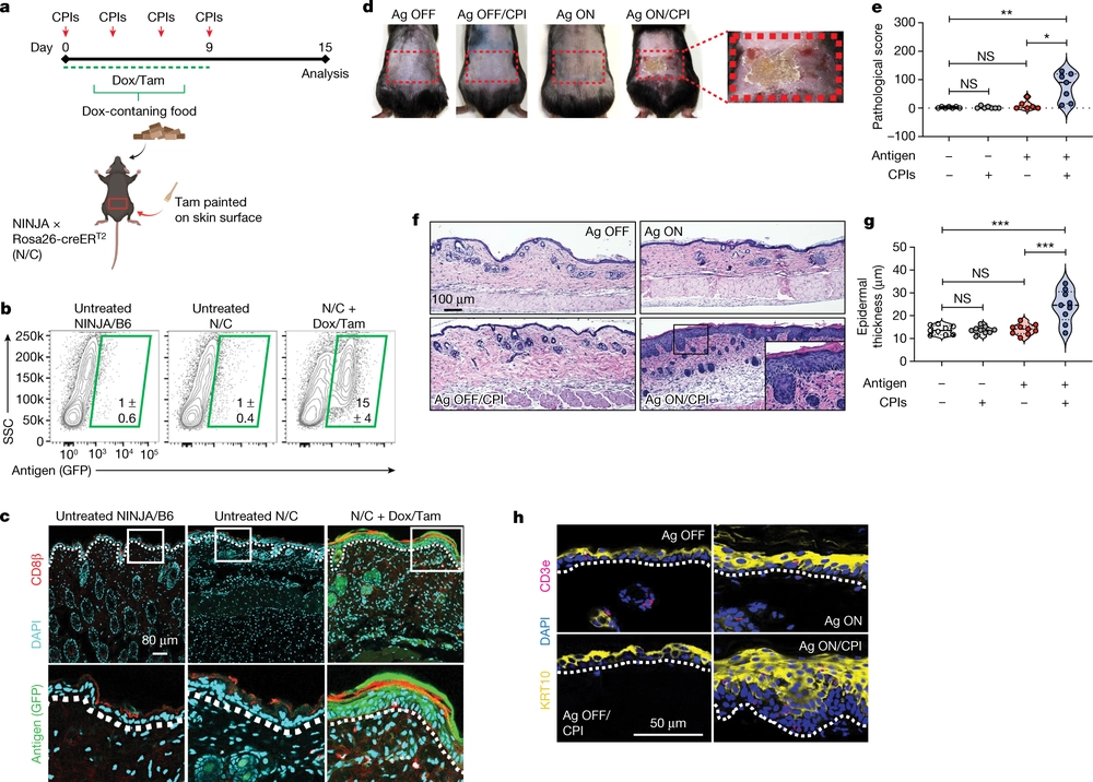 PD-1 maintains CD8 T cell tolerance towards cutaneous neoantigens