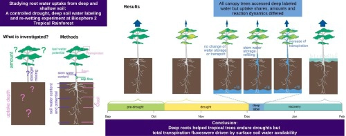 Deep roots mitigate drought impacts on tropical trees despite limited quantitative contribution to transpiration