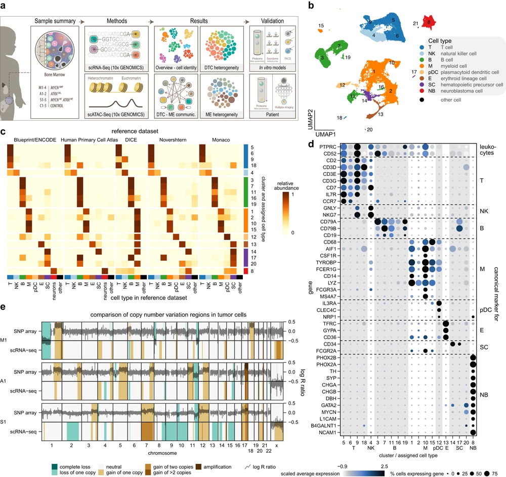 Single-cell transcriptomics and epigenomics unravel the role of monocytes in neuroblastoma bone marrow metastasis