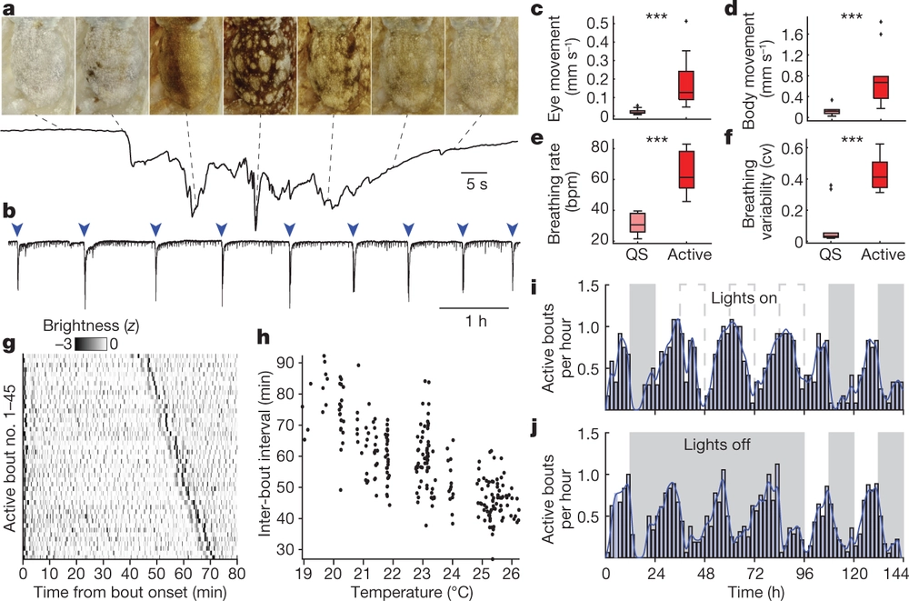 Wake-like skin patterning and neural activity during octopus sleep