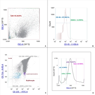 Immunoregulatory properties of erythroid nucleated cells induced from CD34+ progenitors from bone marrow