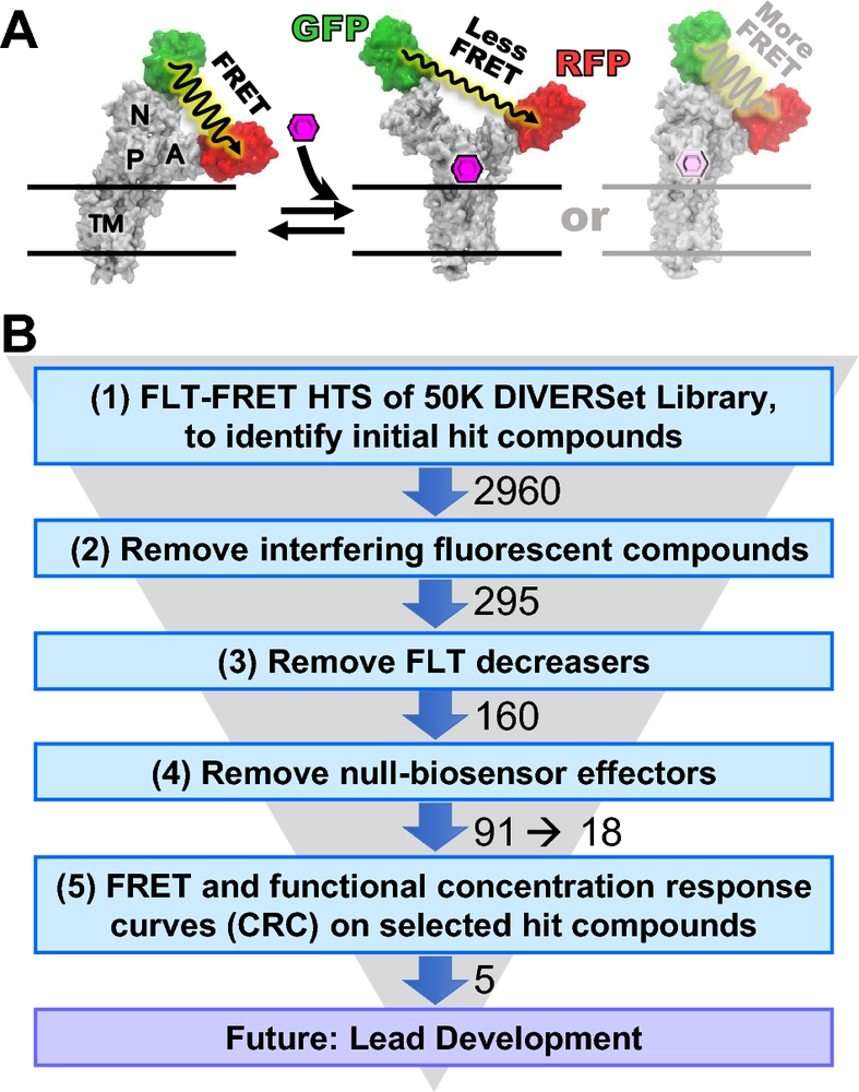 Fluorescence lifetime FRET assay for live-cell high-throughput screening of the cardiac SERCA pump yields multiple classes of small-molecule allosteric modulators