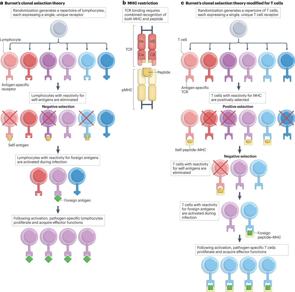 A guide to thymic selection of T cells