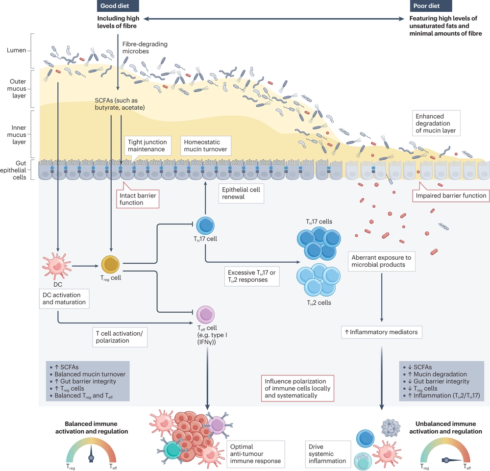 Towards modulating the gut microbiota to enhance the efficacy of immune-checkpoint inhibitors