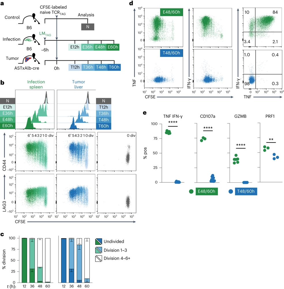 Hallmarks of CD8<sup>+</sup> T cell dysfunction are established within hours of tumor antigen encounter before cell division