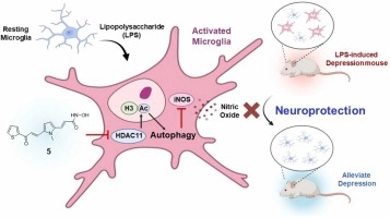 Development of a novel histone deacetylase inhibitor unveils the role of HDAC11 in alleviating depression by inhibition of microglial activation