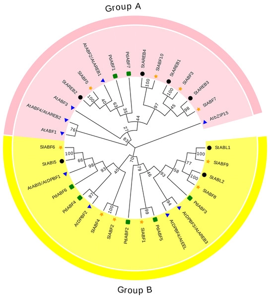 Identification of ABF/AREB gene family in tomato (Solanum lycopersicum L.) and functional analysis of ABF/AREB in response to ABA and abiotic stresses