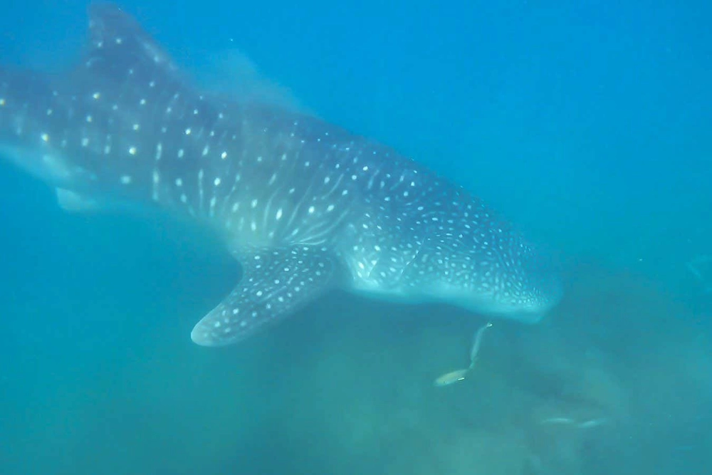 Whale shark seen bottom feeding for the first time