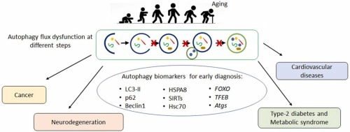 Autophagy-related proteins: potential diagnostic and prognostic biomarkers of aging-related diseases