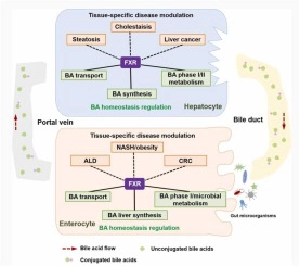 The regulation of tissue-specific farnesoid X receptor on genes and diseases involved in bile acid homeostasis