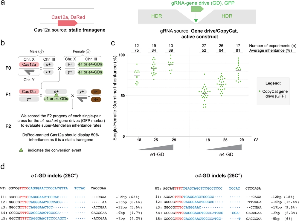 Next-generation CRISPR gene-drive systems using Cas12a nuclease