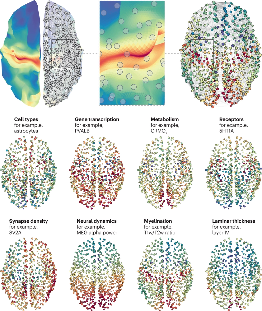 Towards a biologically annotated brain connectome