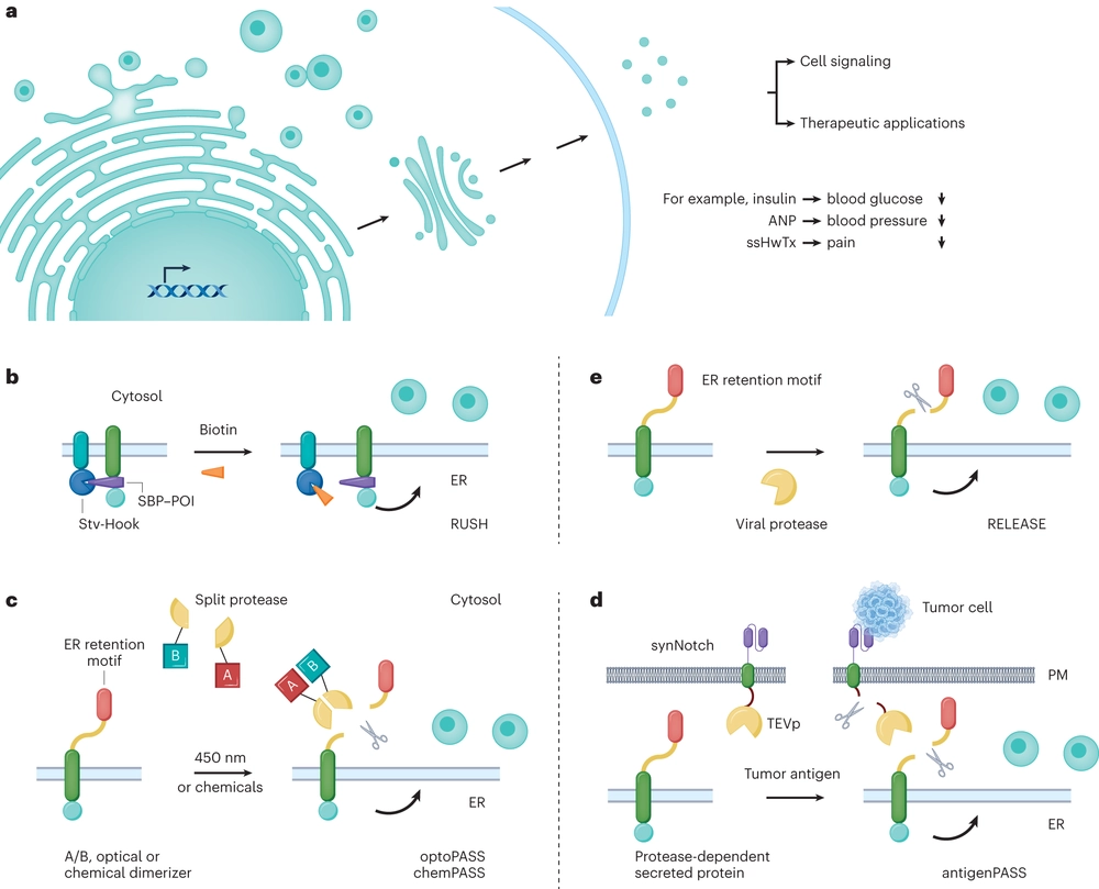 A PASS for protein secretion