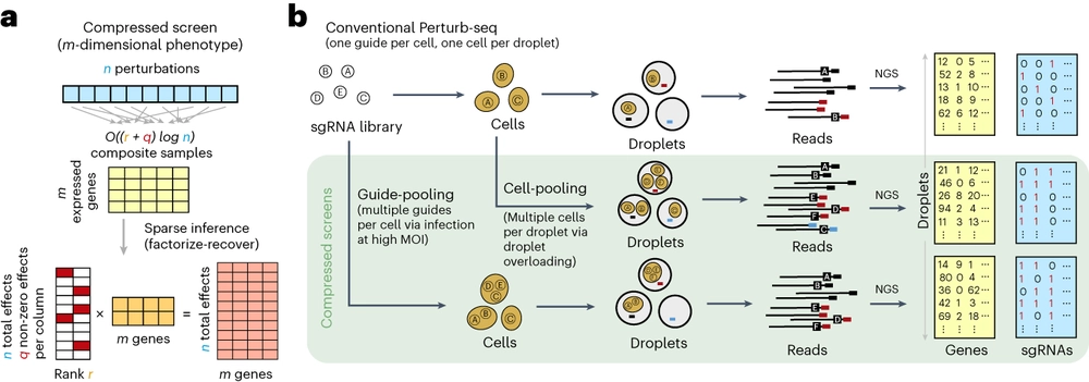 Compressed Perturb-seq enables highly efficient genetic screens