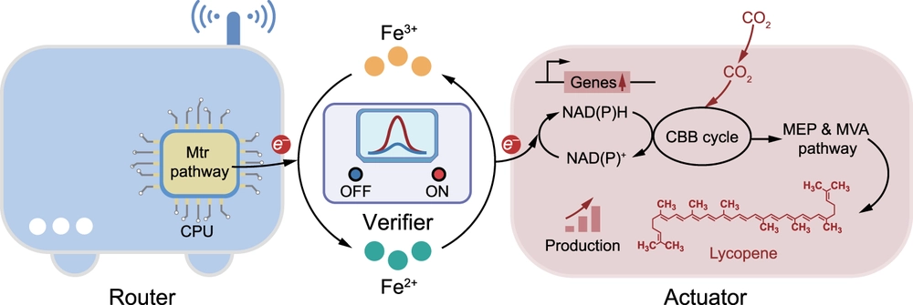 Redox signaling-driven modulation of microbial biosynthesis and biocatalysis