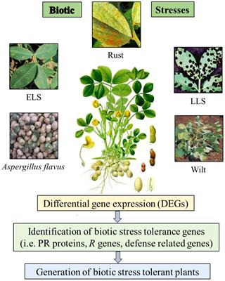 The genus Arachis: an excellent resource for studies on differential gene expression for stress tolerance