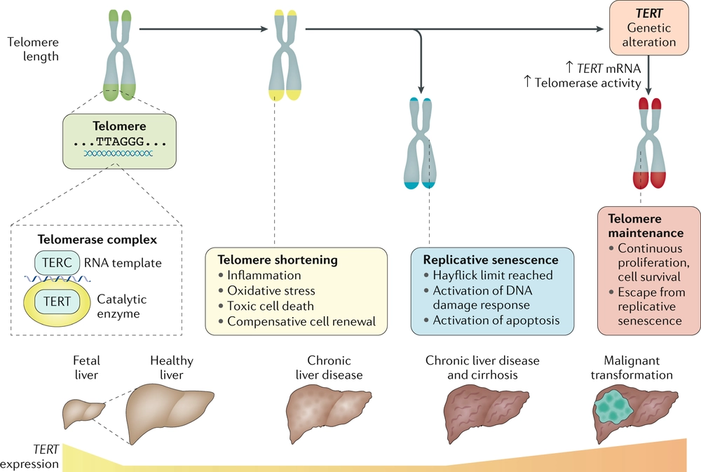 telomeres and cancer