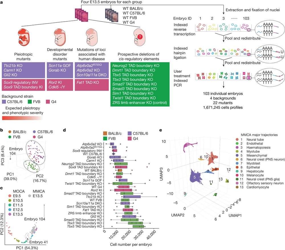 Single-cell, whole-embryo phenotyping of mammalian developmental disorders